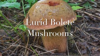 How to identify Lurid Bolete Suillellus Luridus Boletus luridis EN and Vietnamese sub [upl. by Drolet]