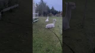 Relexing Alapaka alpacalife alpacalove cute denmark [upl. by Mathi621]