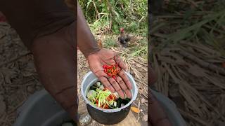 Outdoor Cooking Jamaica  Cooking What My Garden Gives Me jamaica offgrid outdoorcooking shorts [upl. by Merriott]