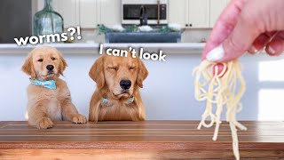 Dog Reviews Food With Son  Tucker Taste Test 22 [upl. by Joletta]