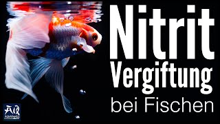 Nitritvergiftung bei Fischen Das kannst du tun  AquaOwner [upl. by Ahsimek]