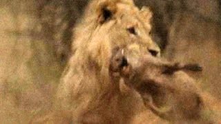 Vuyani Safari Lodge  Lion Kill  Warning Animal Violence [upl. by Iidnarb595]