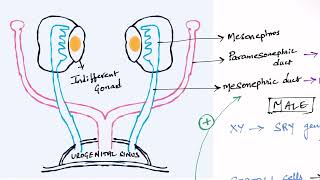 Development of Gonads  Embryology [upl. by Nelia217]