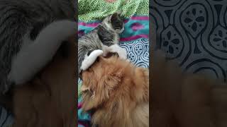 Tora et vanille amies pour la vie cutecat spitzdog pomeranian cat cuteanimals love calin [upl. by Micco223]