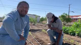 How to Plant Tepary Beans Bawi  Ajo Center for Sustainable Agriculture [upl. by Niabi]