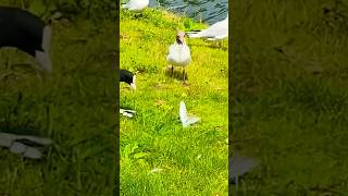 Coot and Blackheaded Gull A Unique Encounter 🦤🐦‍⬛🪿2024 [upl. by Colston999]