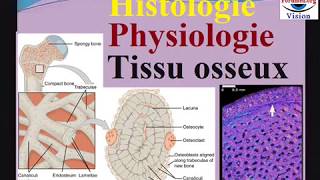 Histologie Physiologie du Tissu osseux cours dhistologie [upl. by Afas317]