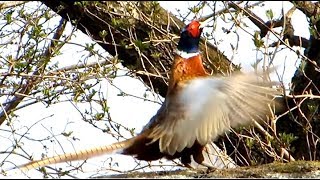 Common Pheasant making loud sounds with fluttering wings [upl. by Ellata]