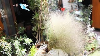 봄에 심은 구름초 구경하세요  agrostis nebulosa  Cloud grass gardening [upl. by Akenom]