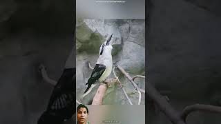 Birds with strange sounds 🐦 strangebirds viralvideo short [upl. by Kamp]