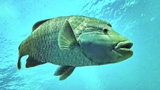 Red sea diving Fish Napoleon 4K Egypt Hurghada Humphead wrasse GoPro4black [upl. by Euqinna]