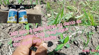 paano mag spray ng 24D AMINE mga damo na dimo akalain kayang patayin [upl. by Ilaw757]