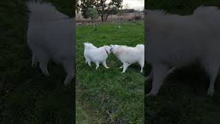 Samoyed quottwinsquot having an argument over who is the boss dogshorts [upl. by Refinneg]