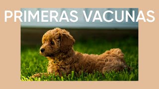 ¡PROTEGE A TU MASCOTA Primeras vacunas de tu cachorro  Centro Canino SiempreCan [upl. by Aceissej560]