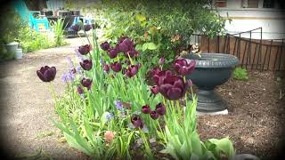 Queen of Night Tulips  Goth Cottage Garden [upl. by Marcoux50]