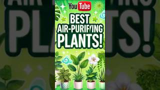 Las mejores plantas para purificar el aire 🌿 plantas [upl. by Larissa589]