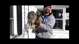 Barred owl crashed into our house [upl. by Zarihs100]