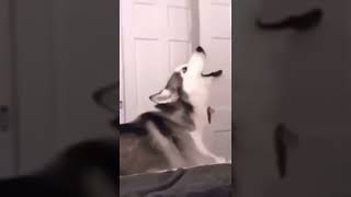 Screaming husky [upl. by Nawed]