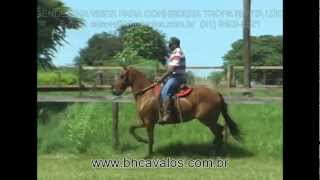 APRESENTAÇÃO DOS ANIMAIS DO HARAS SANTA LÚCIA [upl. by Phillis348]