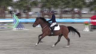 Video of CASMEO ridden by Beth Bowlen Wallace from ShowNet [upl. by Keegan]