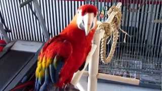 LARGE SINGING  DANCING  TALKING MACAW [upl. by Inihor580]