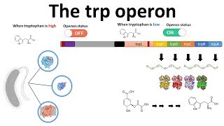 trp operon [upl. by Thanh]