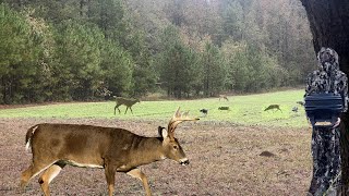 Georgia Deer Hunting in the Heat hunting georgia deer whitetaildeer turkeys coyote foodplot [upl. by Naida]