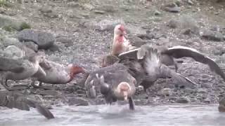 Polar carnage – Giant Petrels fighting over and eating a dead King Penguin [upl. by Corydon706]