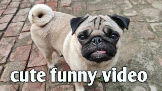 My Pug dog some funny routine ☺️🐕  cute funny video  best food for pugs  dog barking [upl. by Eerised]