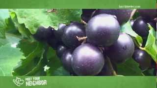 Meet Your NeighborHildreth Farms Muscadines [upl. by Radford]