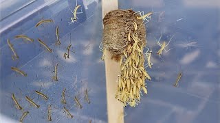 Praying Mantis Hatching Timelapse [upl. by Onaimad381]