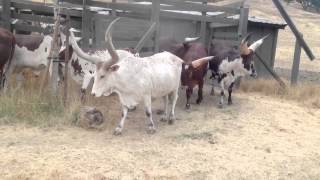 Safari West Watusi Cattle [upl. by Audre43]