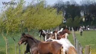 Paarden de wei op  Horses out to pasture [upl. by Hukill814]