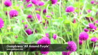 Gomphrena All Around Purple [upl. by Annoled617]