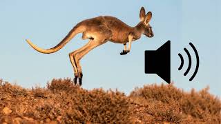 Kangaroo hop across Australia bush sound effects SFX HD [upl. by Nap]