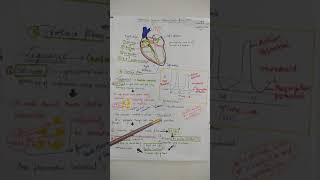 Heart physiology  Cardiovascular system  Easy notes  Conduction system  Autorhythmic fibres [upl. by Novaelc]