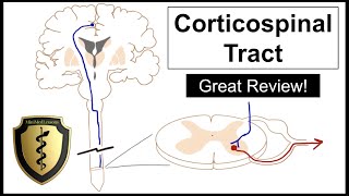 The Corticospinal Tract  A Review of Motor Neuron Pathway [upl. by Schultz523]