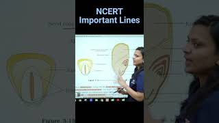 Structure Of A Monocotyledonous Seed  Revision Biology NEET  NCERT important lines for NEET neet [upl. by Nnylhtak]