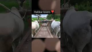 Hallikar bulls 👀 walking [upl. by Elolcin261]