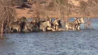 Botswana Safari 2013 [upl. by Hooper]