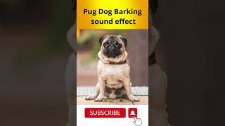 Pug Dog Barking sound effect [upl. by Kelli764]