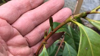 Cherry guava  Psidium Cattleianum  planted in ground showing new growth in May [upl. by Creedon454]