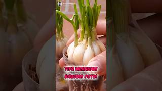 Unbelievable How to Planting Onions From Seed✅️🧄 Part 01 🌍 shorts short unique [upl. by Leile623]