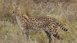 serval cat hunting without fear in long grass around ngorongoro crater [upl. by Ahsemed]