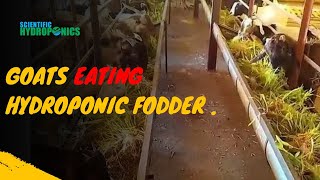 Ashwin Sawant  Goats Eating Hydroponic Fodder [upl. by Eetsud]