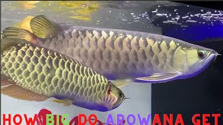 How big do arowana get  Magpies Robin [upl. by God]