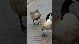 geesesounds goosesounds geesehonking goosehonking canadageesehonking geese [upl. by Noemad337]