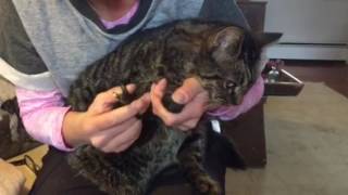 Declawing cats What it is why I am opposed to it and how much it costs [upl. by Tiemroth560]