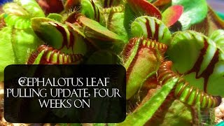 Cephalotus leaf pulling update 4 weeks and counting [upl. by Clarie]