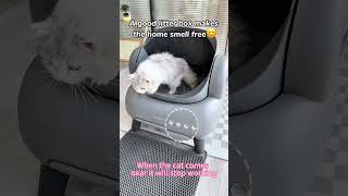 Automatic litter box CatProducts catcatlitterbox Petproducts couple neakasa Raisecats [upl. by Beach897]